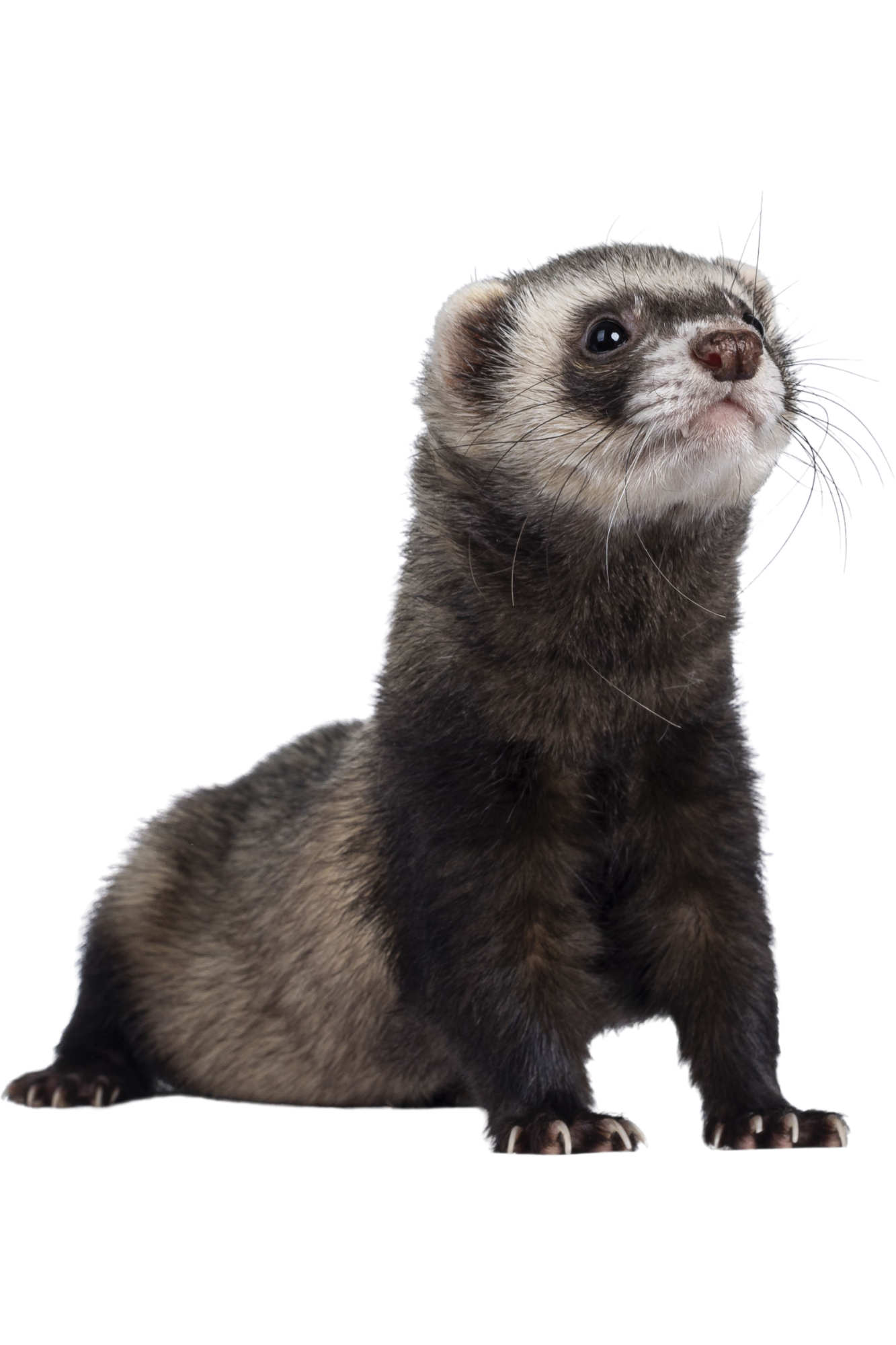 Exotic Pet Care Services - Boca Palms Animal Hospital